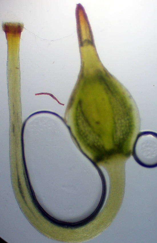 Muschi identificati con Dryades?